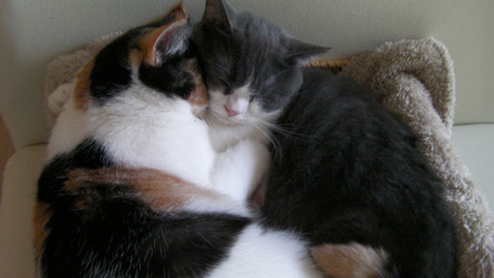 Two Adorable Cat Siblings - Love Meow