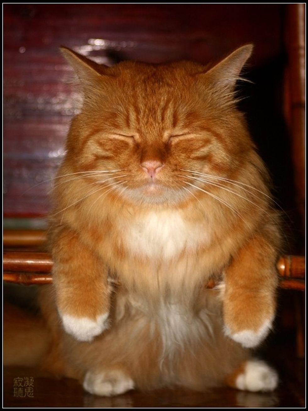 Ginger Cat Meditating