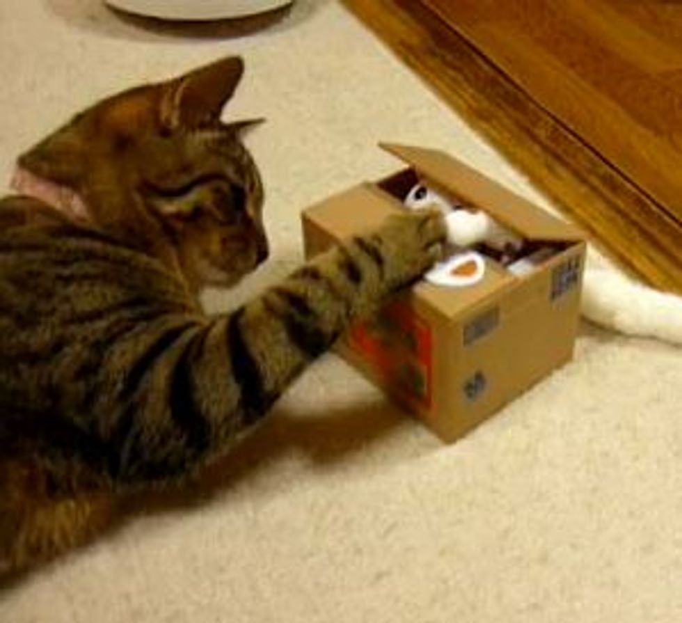 Cat Meets 'Cat' Toy Bank
