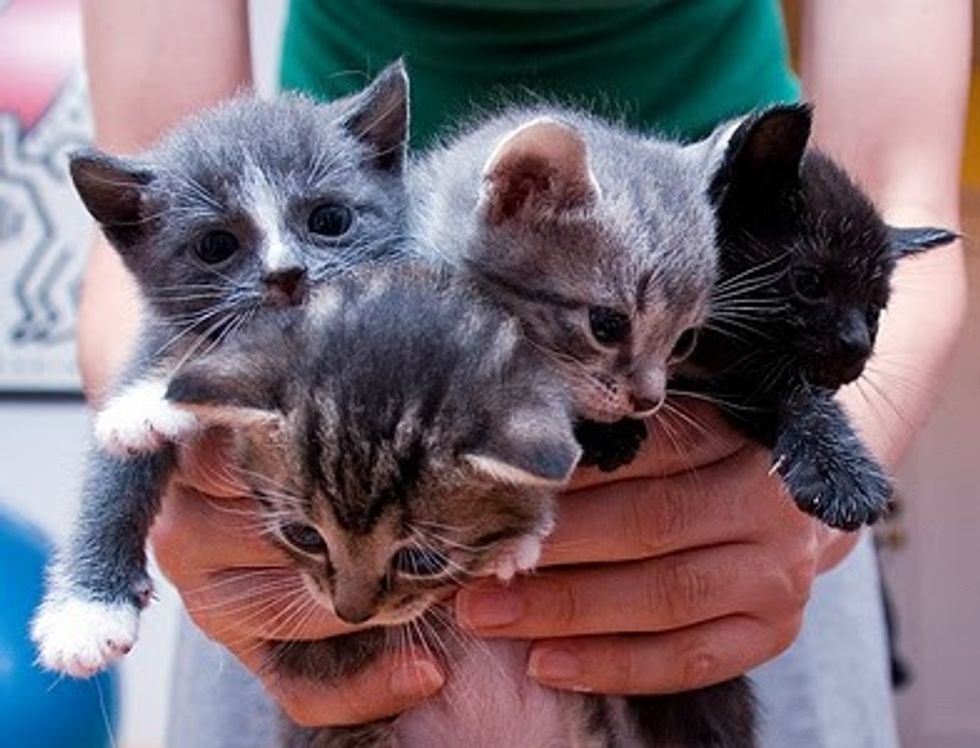 Four Itty Bitty Foster Kitties