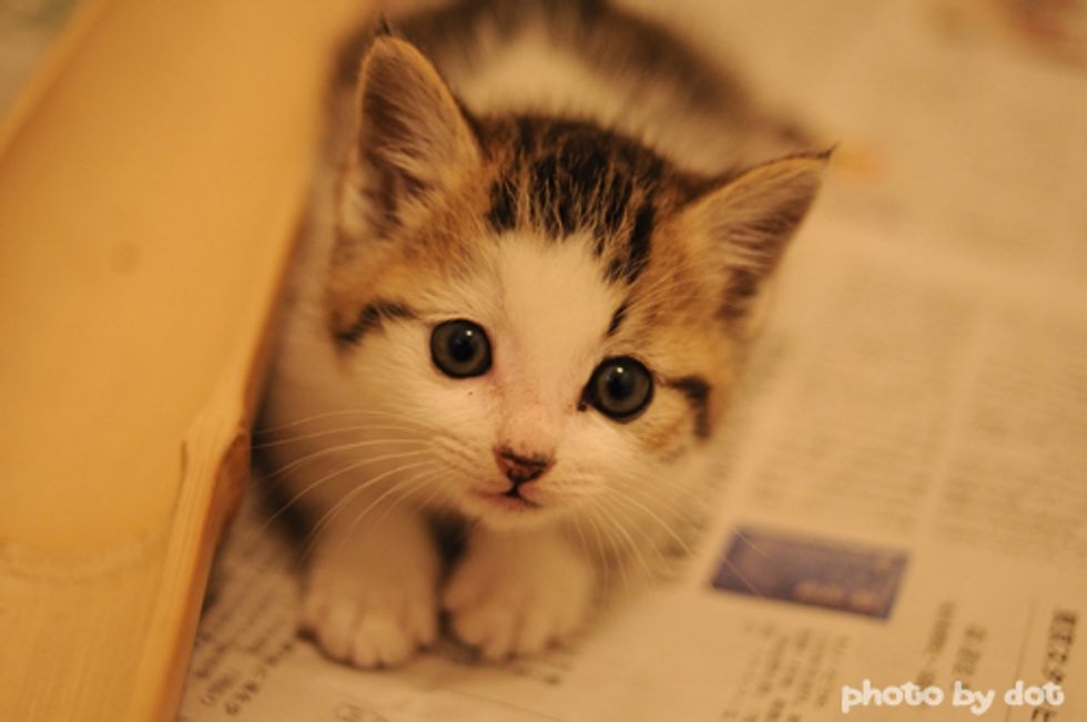 Cute Kitten vs Paper Bag
