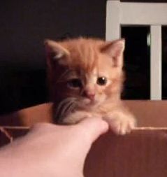 Tiny cheap ginger kitten