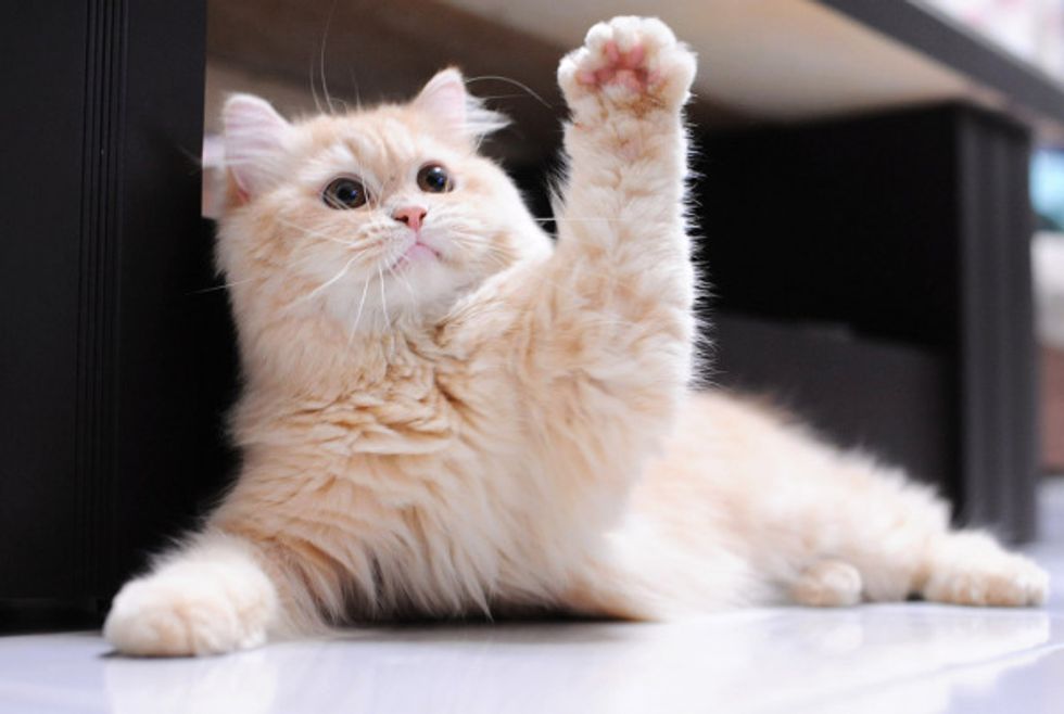 cat waving goodbye
