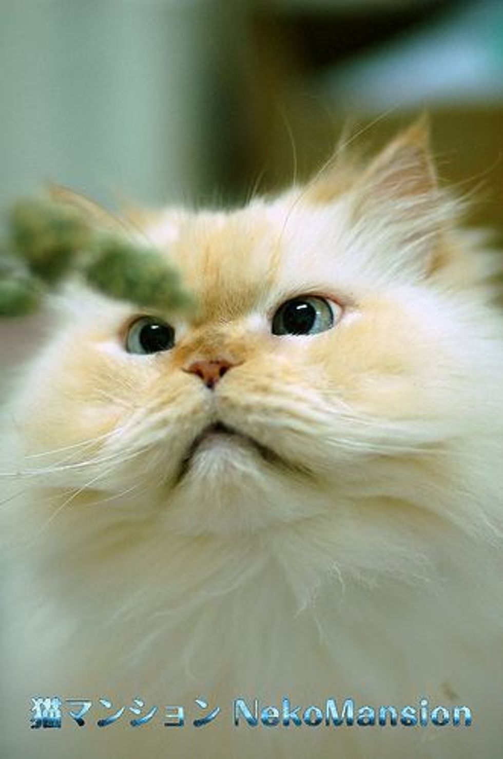 Catnip Feast