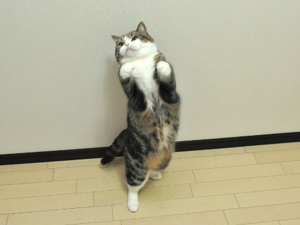 Maru and His New Toy