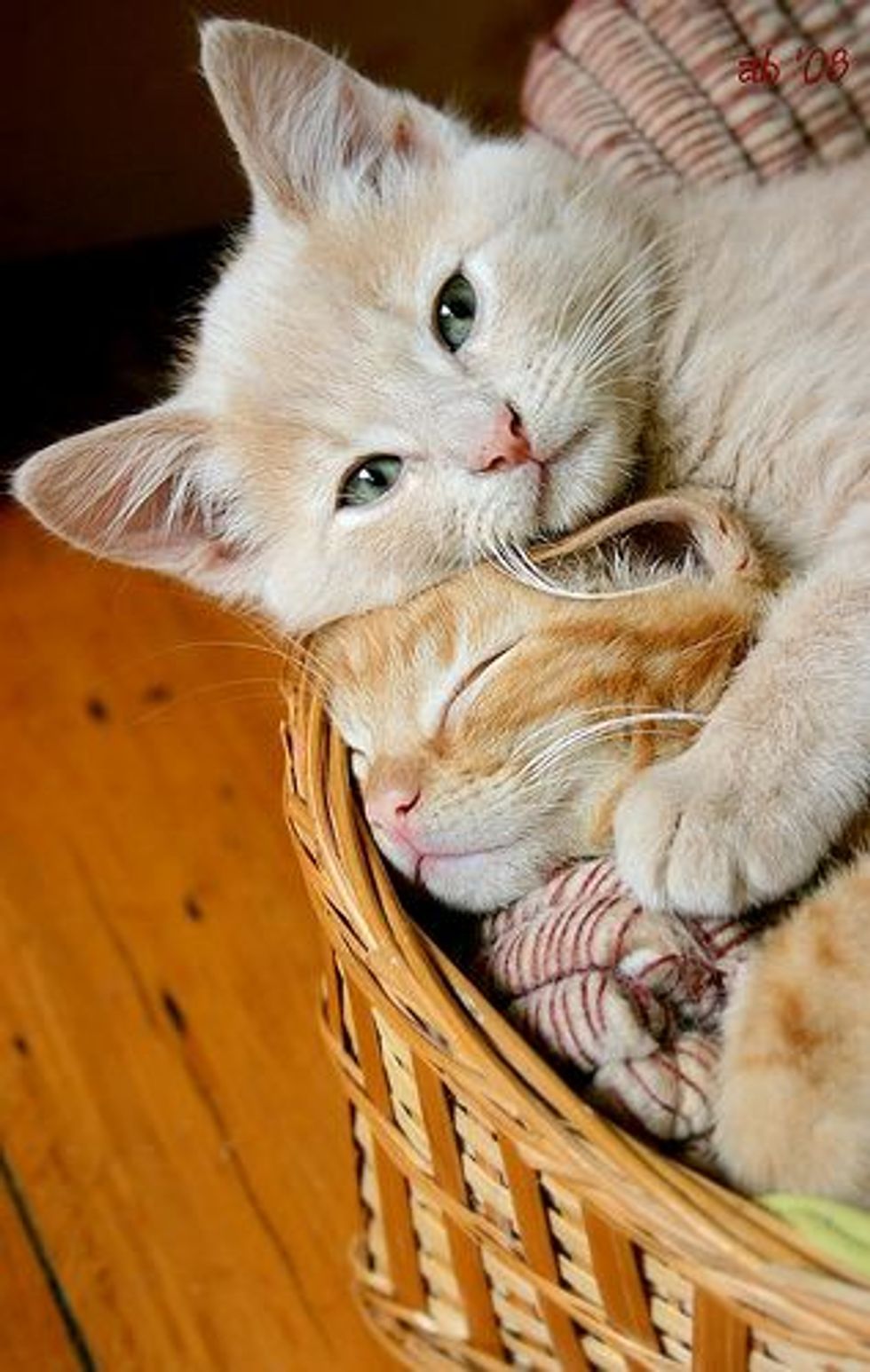Bibbie and Bow Bow, 2 Ginger Brothers