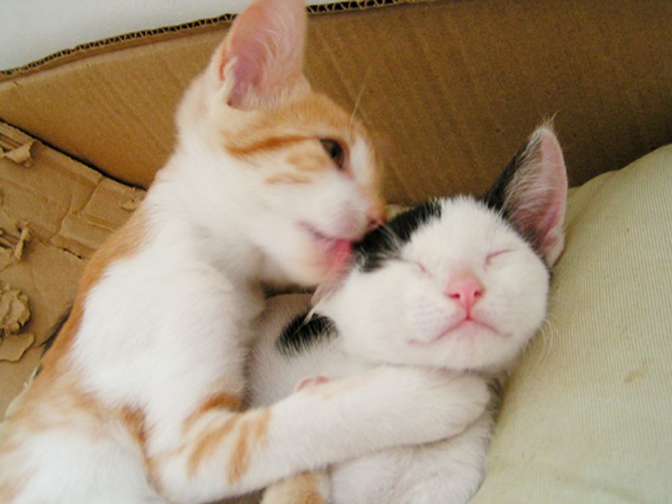 Love Between 2 Rescued Kitties