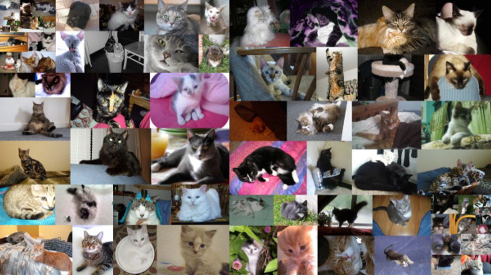 Voting for June Cat/Kitten of the Month Begins