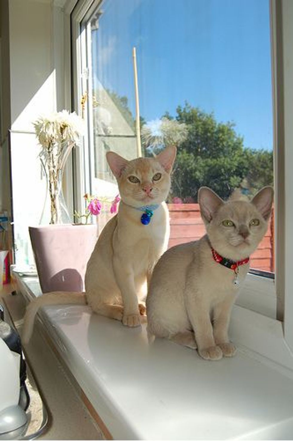 Charlie, A Rascal and Izzy, An Admirer - Love Meow