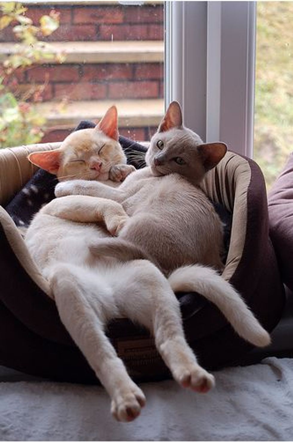 Charlie, A Rascal and Izzy, An Admirer