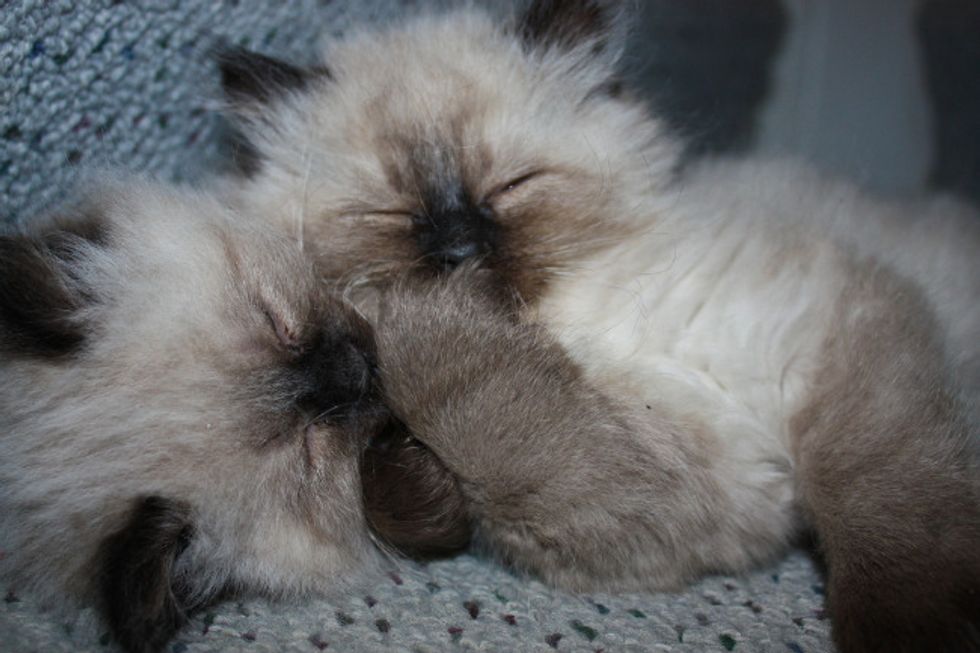 Kitties Sharing Secrets