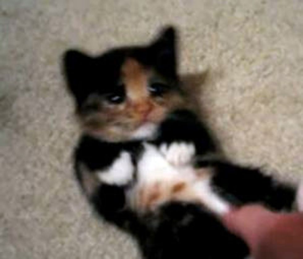 Calico Kitten Being Super Cute