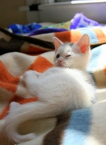 Tabby and His New Friend White Puffball - Love Meow