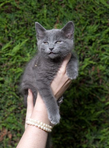 meow match after oasis