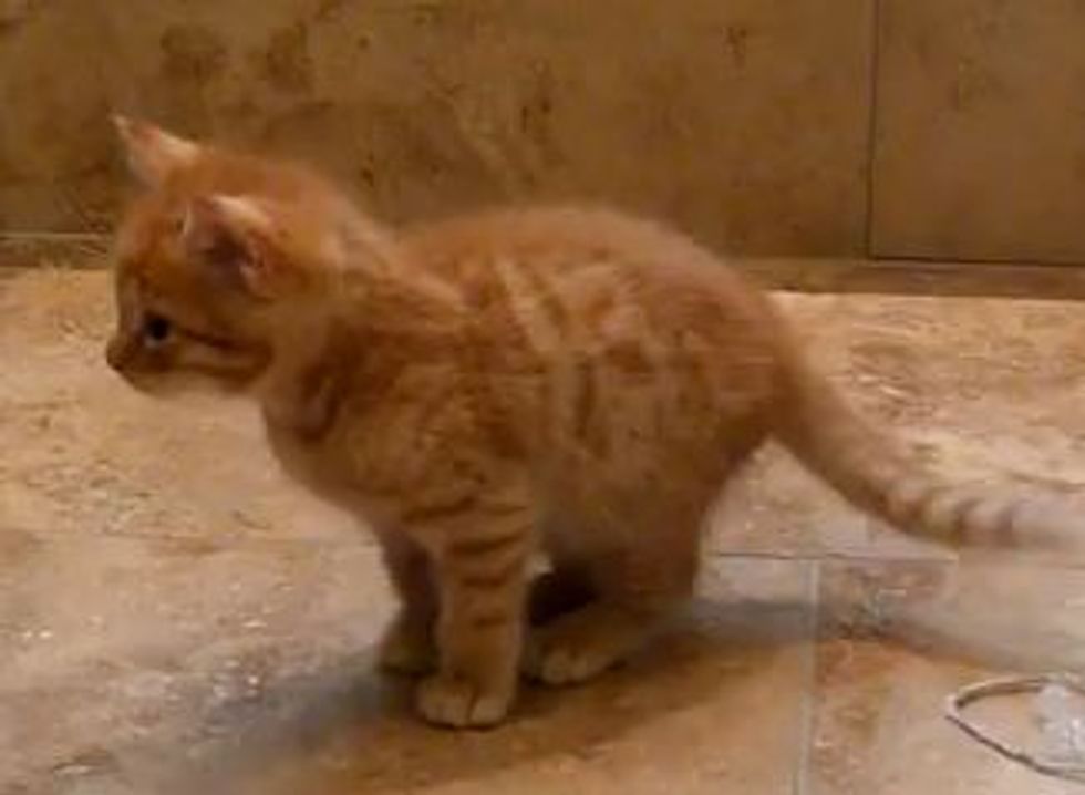 Cute Playful Kitten Fighting