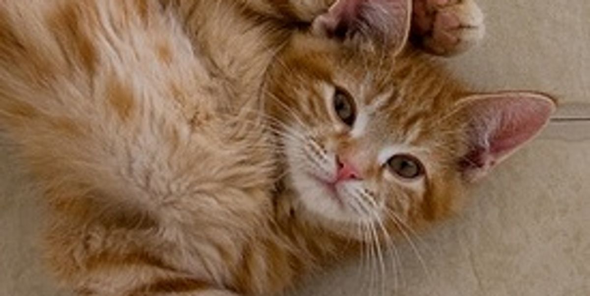 Pixel and Sprite Ginger Kittens - Love Meow