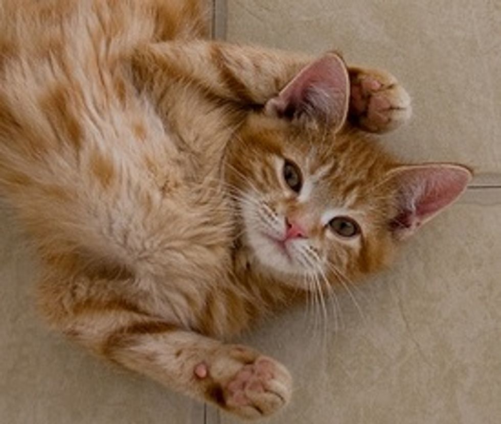 Pixel and Sprite Ginger Kittens