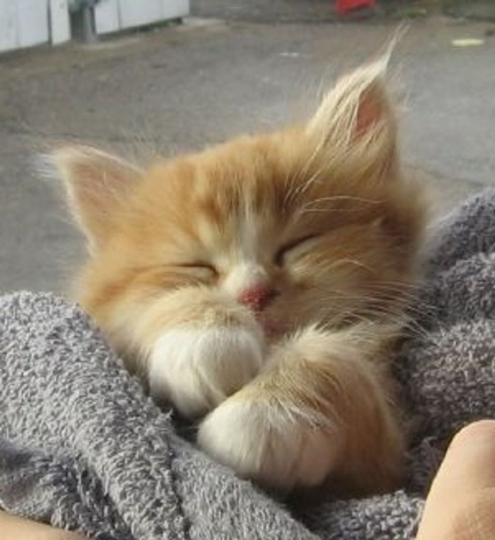 Yogi the Kitty Gets Unconditional Love