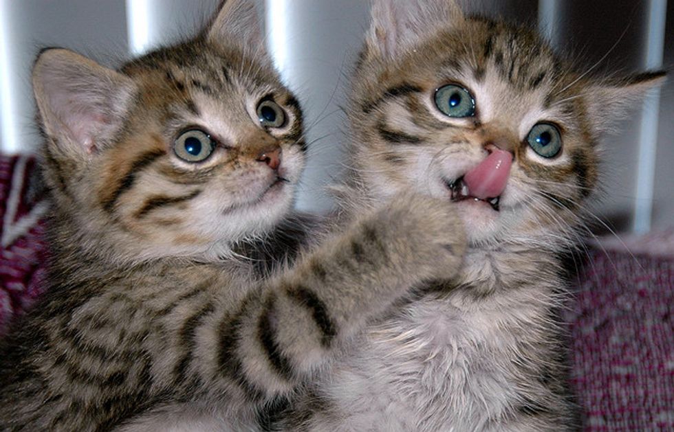 Tabby Kitties Netanya and Sabra