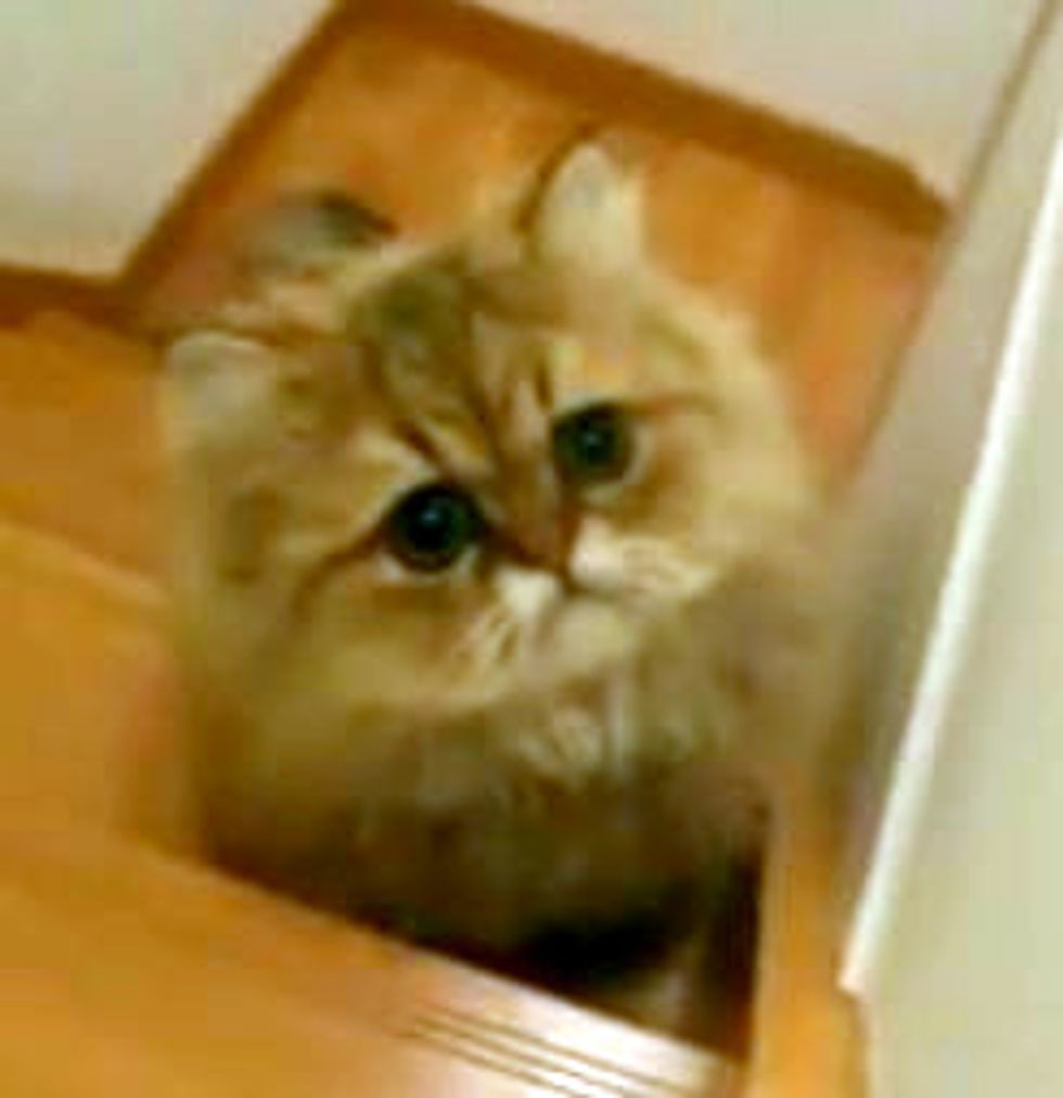 Fluffy Kitty Plays Chasing Game