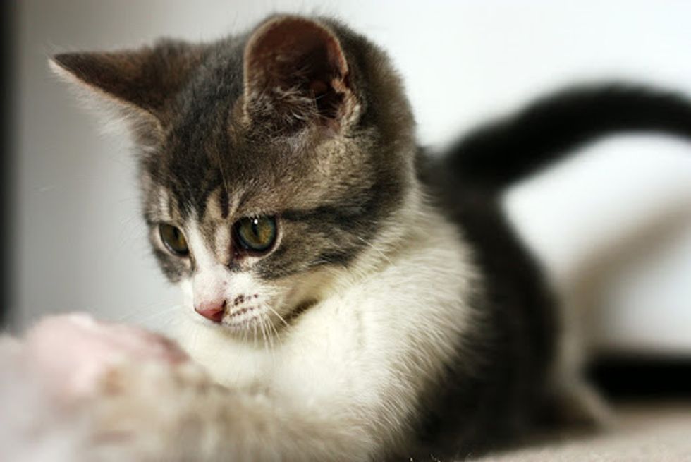 Lola The Kitten And Her New Home Love Meow