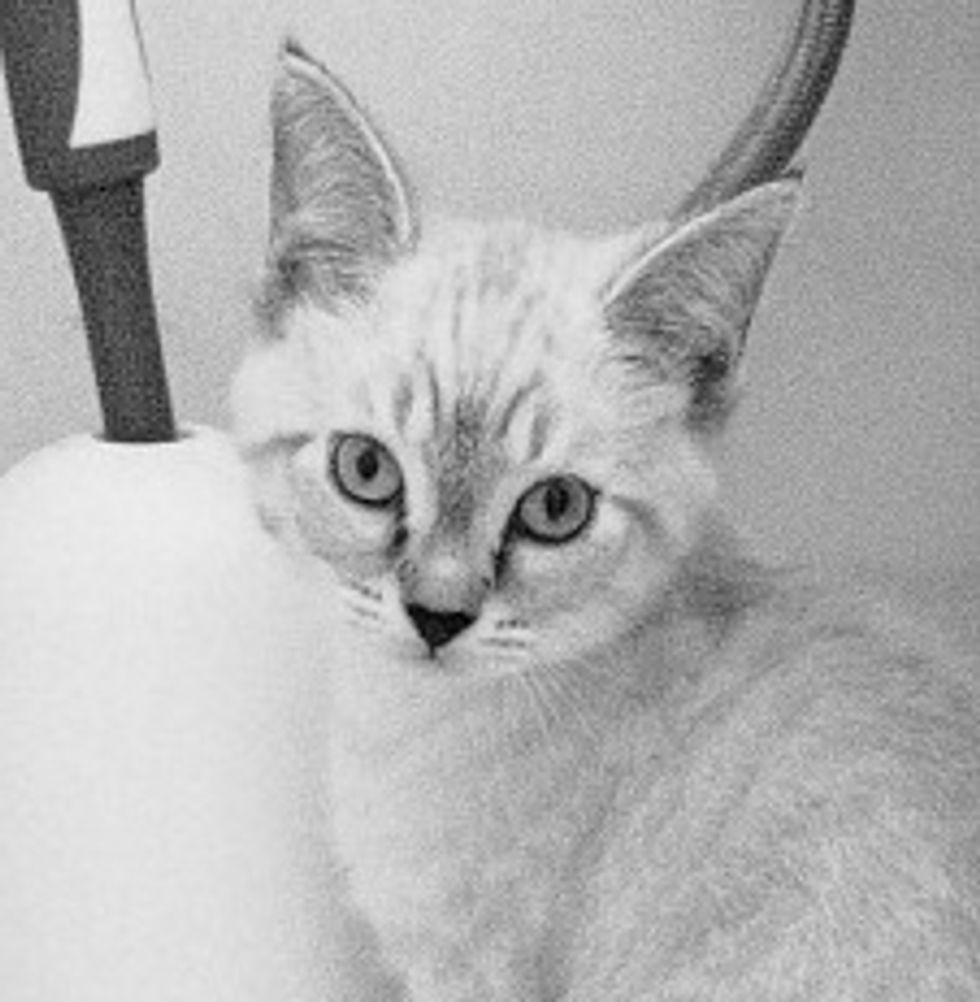 Rescued Siamese Kitten Steve Nash