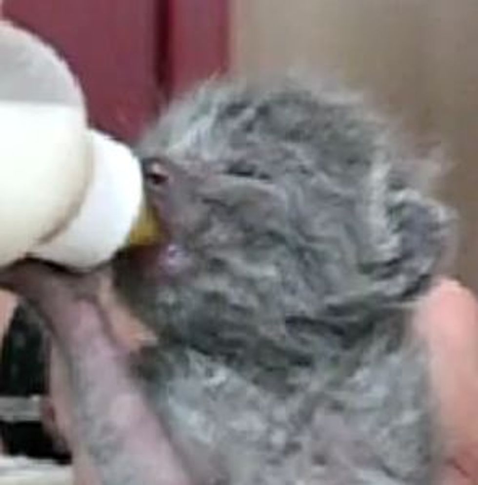 Kitten Wiggles Ears While Having Noms