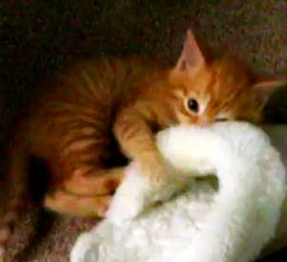 Ginger Kitten vs Slipper