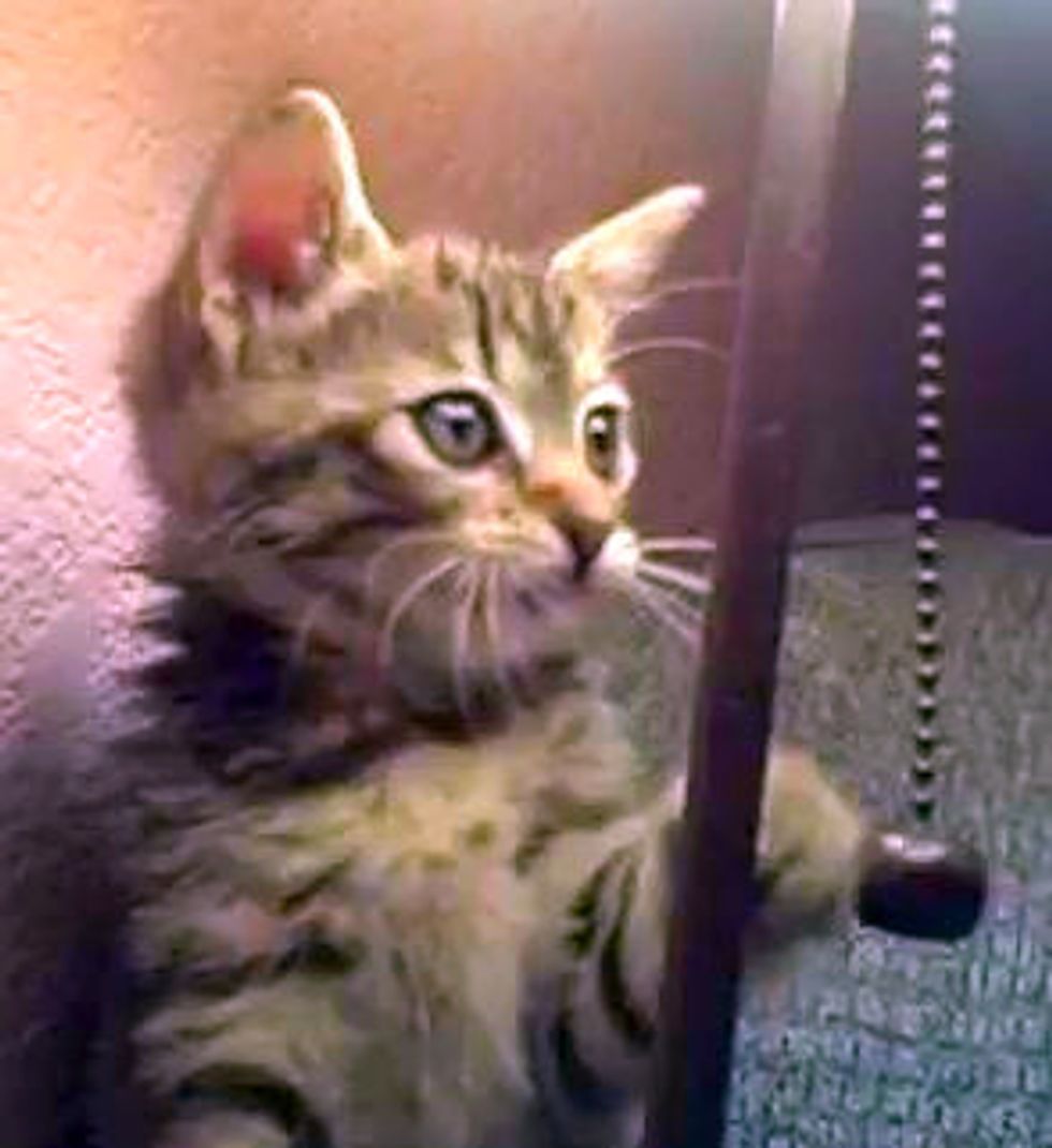 Kitten Plays Tetherball with Lamp Chain Love Meow