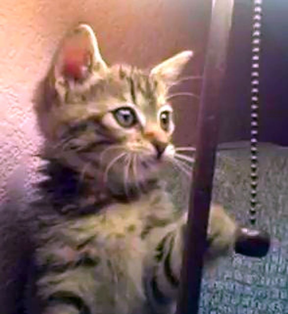 Kitten Plays Tetherball with Lamp Chain