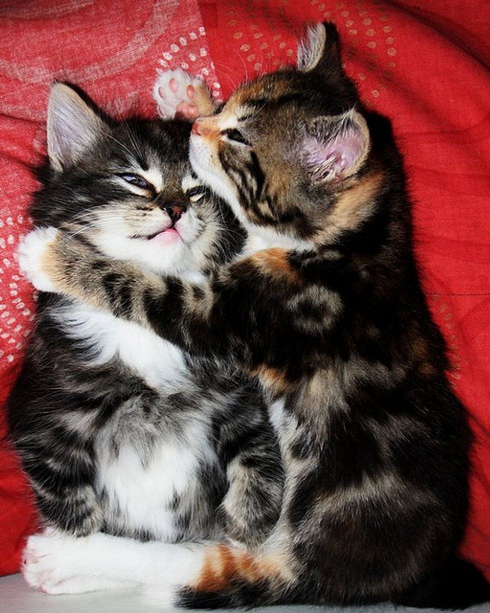 I Cuddle You!