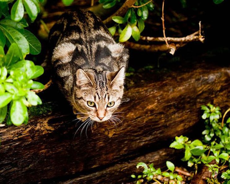 Maggie the Cat Found Confidence and Happiness - Love Meow Maggie the Cat Found Confidence and Happiness - Love Meow