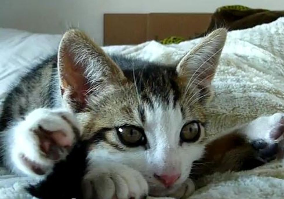 Sleepy Yoga Kitten