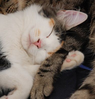kitty snuggles