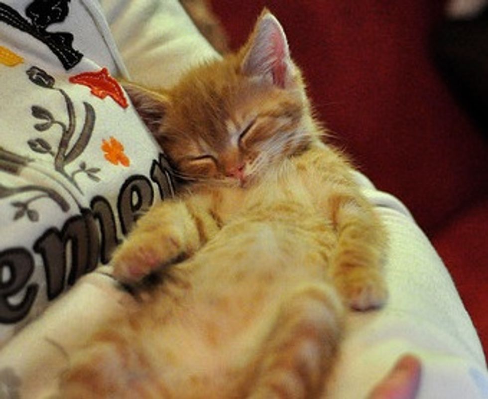 Nap Time for Kittens