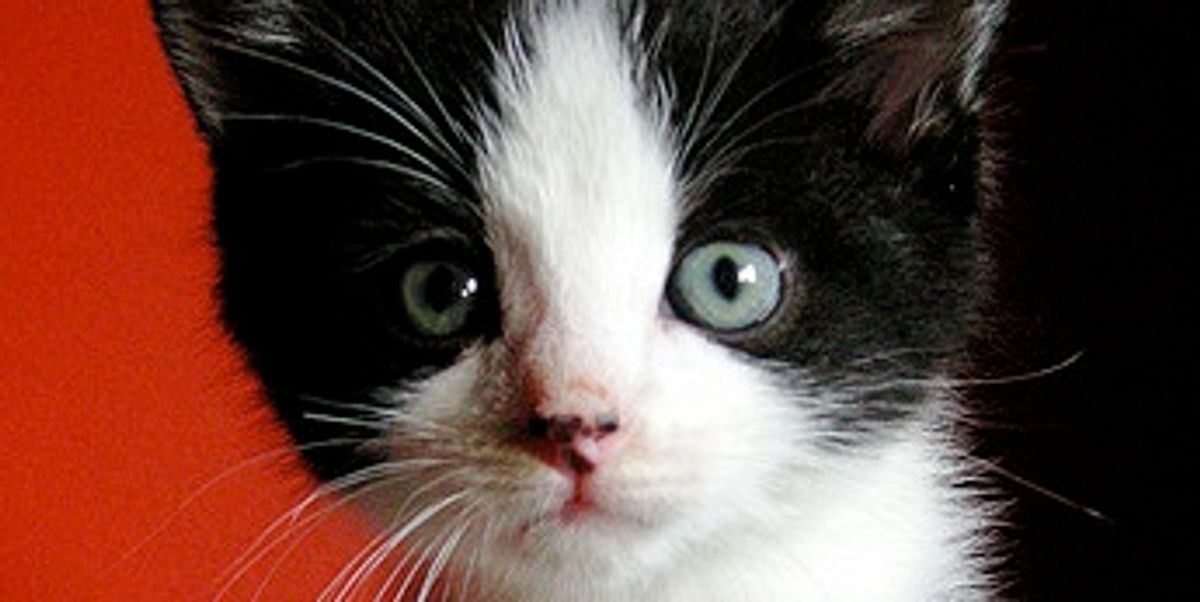 panda bear the foster tuxedo kitten - love meow