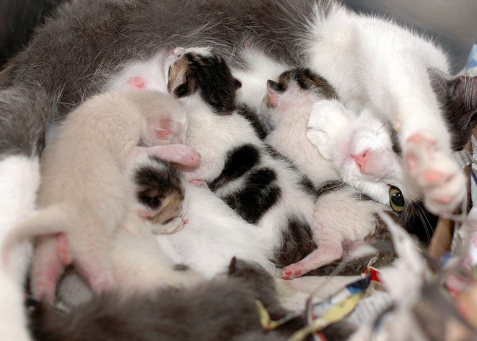 Rescued Cat Mama Nursing New Born Kittens