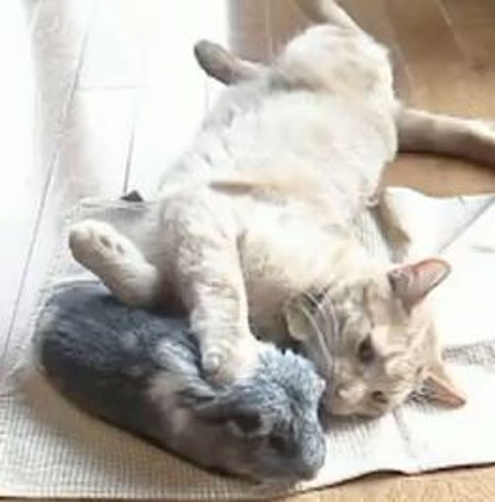 Kitty Loves His Best Buddy Guinea Pig