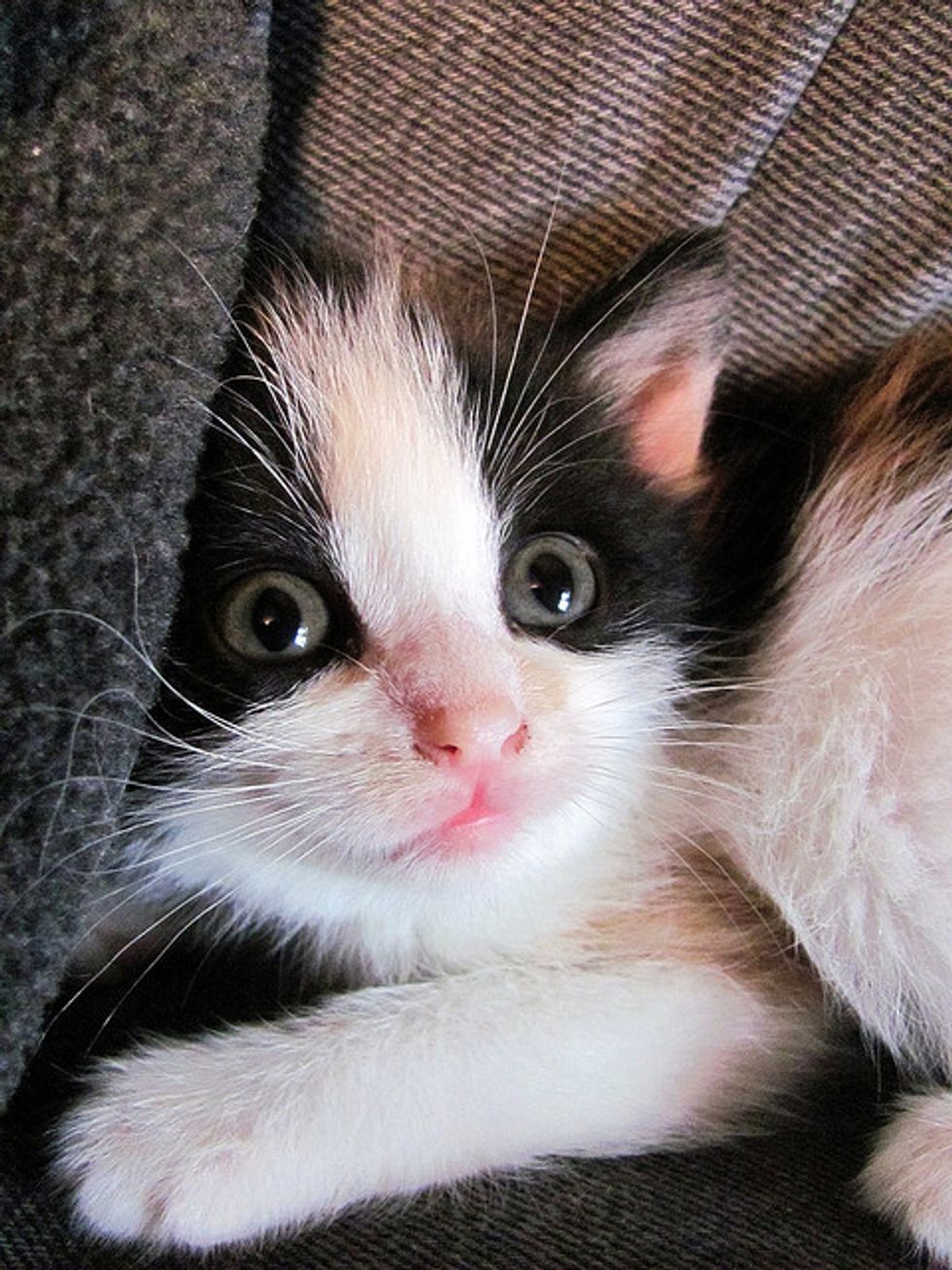 Story of Kiwi the Little Calico Cat