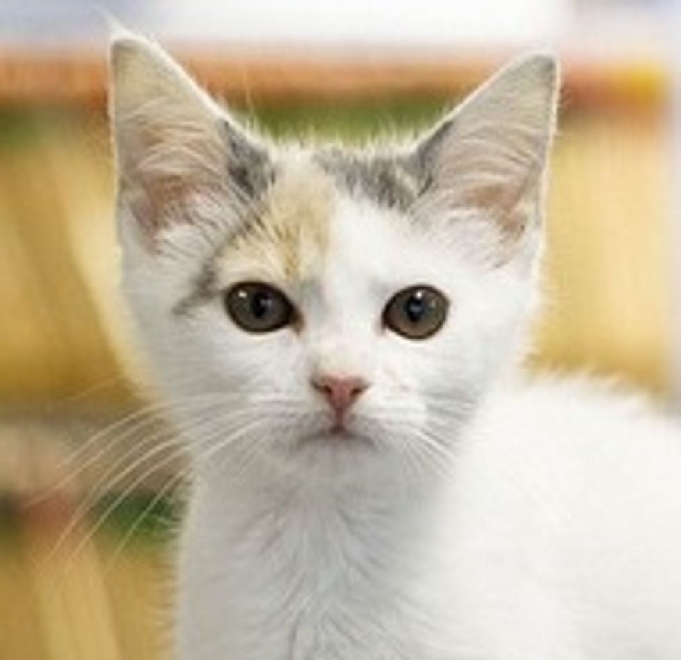 Rescued Kitten Found Foster Home at Animal Hospital