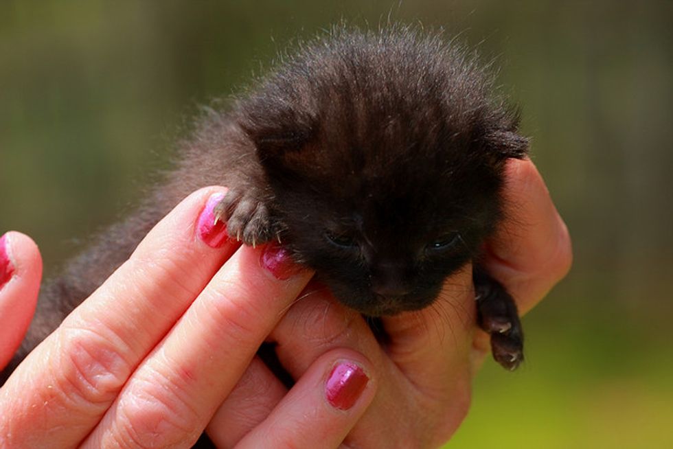 Bo Itty Bitty Black Kitty