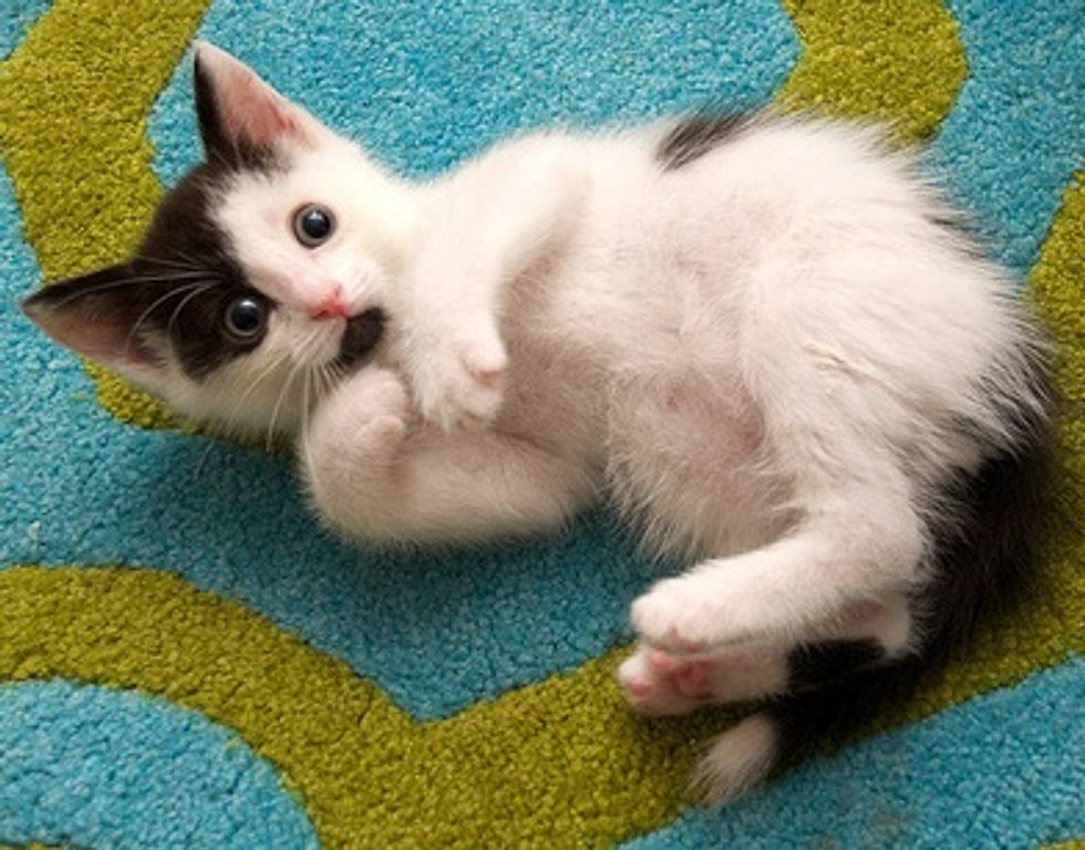 Pearl, Fig and Olive Found Forever Homes