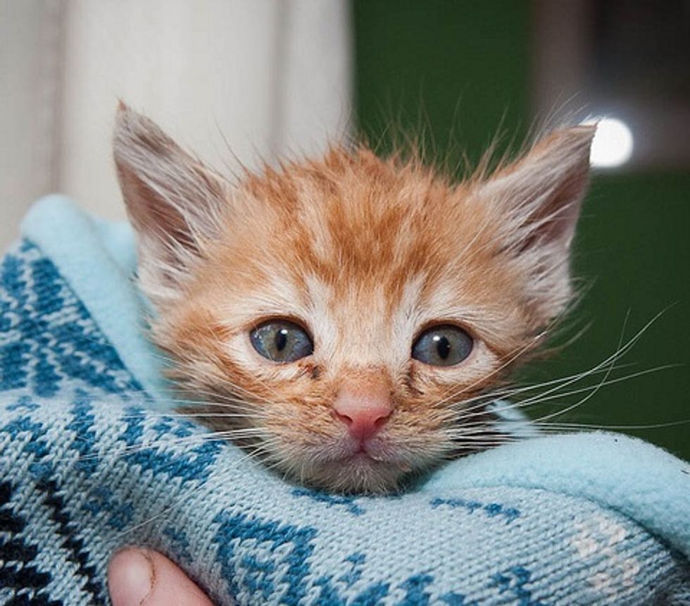 Ginger Kitten Gained a Second Chance at Life