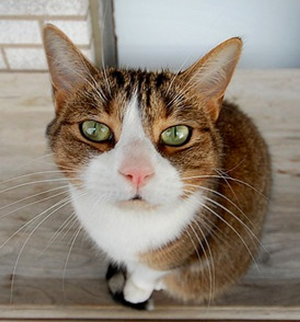 Dr Johnny Fever the Cat