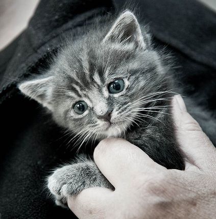 Little grey kitten best sale