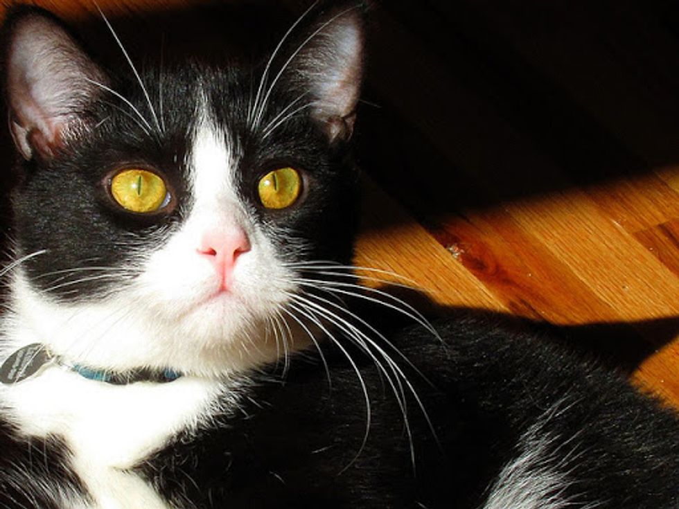 Zamboni the Tuxedo Cat - Love Meow