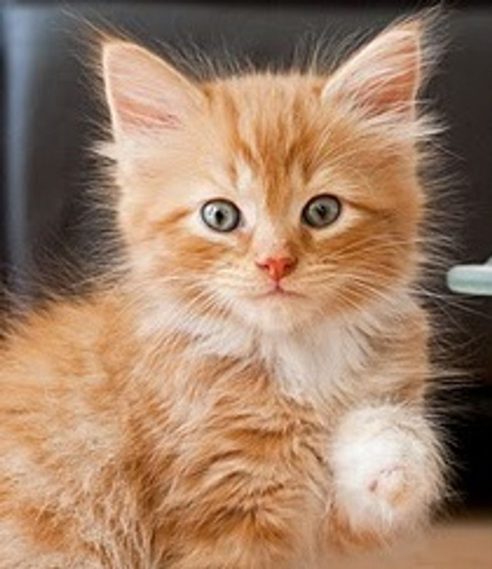 Little Ginger Rascal, Alfie