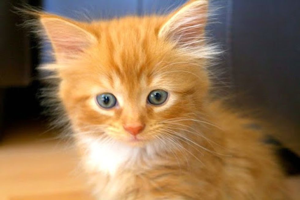 Little Rascal Ginger Little Ginger Rascal, Alfie - Love Meow
