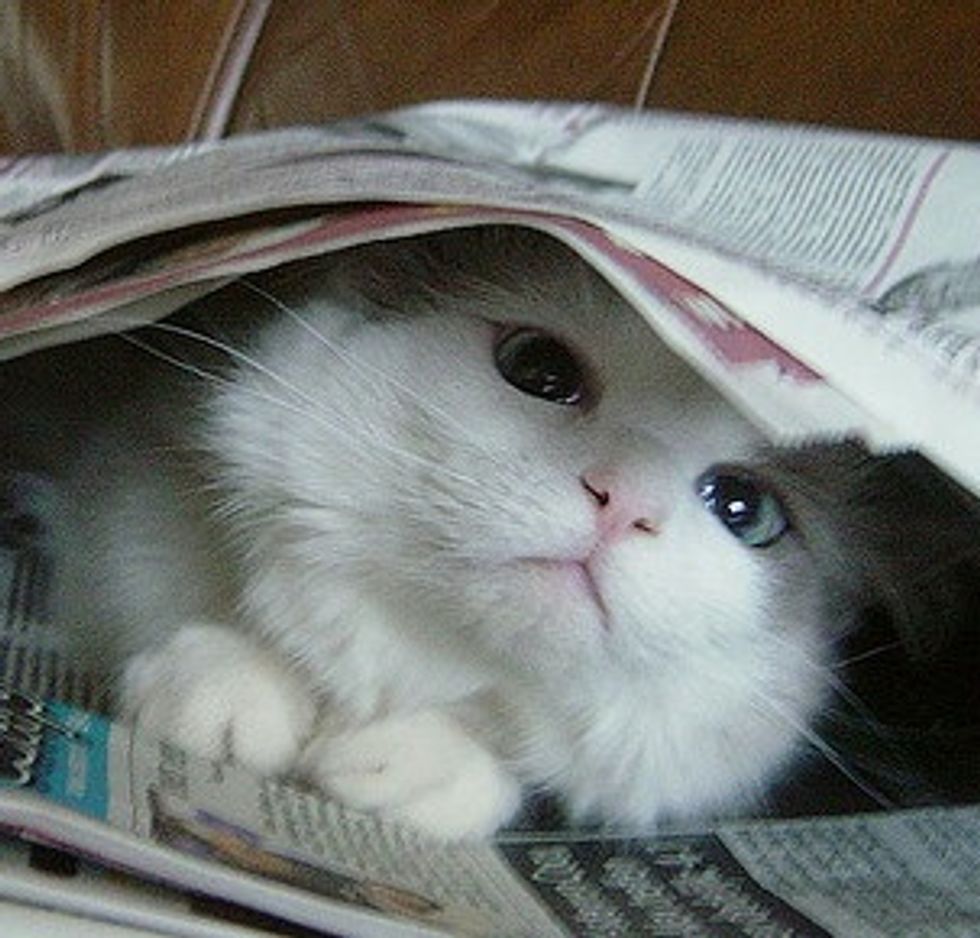 Kitten Plays with Newspaper