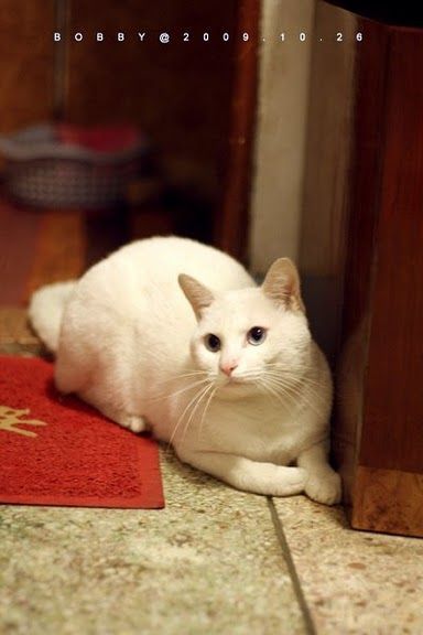 Beautiful White Rescue, Softie - Love Meow